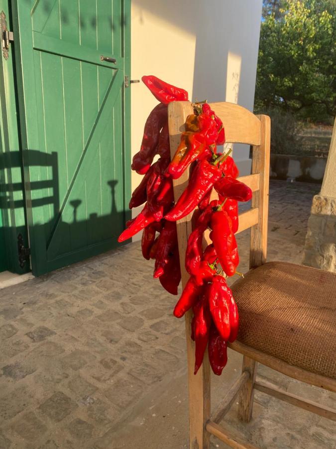 Agriturismo Colle Igino 马泰拉 外观 照片